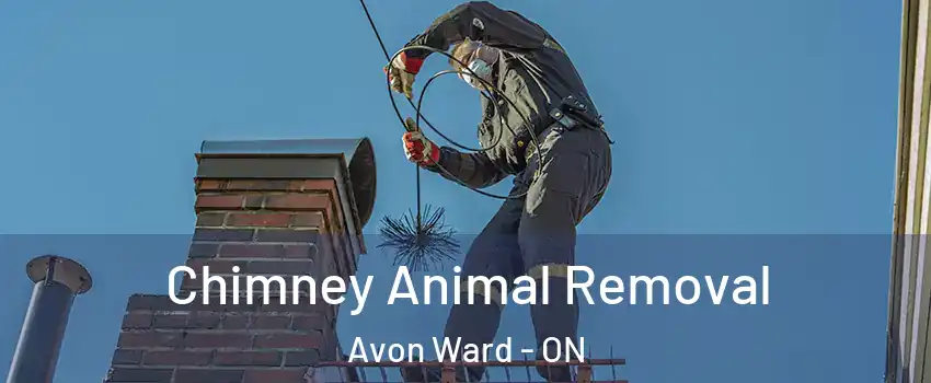  Chimney Animal Removal Avon Ward - ON