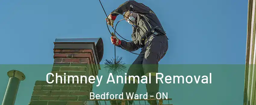  Chimney Animal Removal Bedford Ward - ON