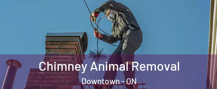  Chimney Animal Removal Downtown - ON