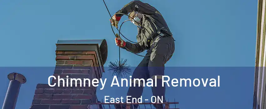  Chimney Animal Removal East End - ON