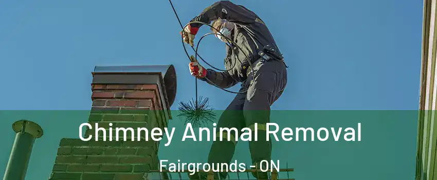  Chimney Animal Removal Fairgrounds - ON