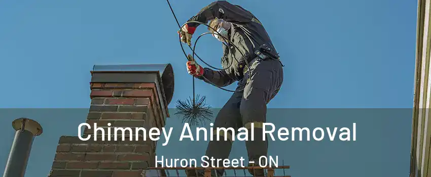  Chimney Animal Removal Huron Street - ON