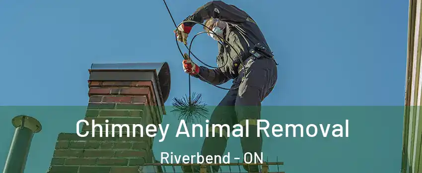  Chimney Animal Removal Riverbend - ON