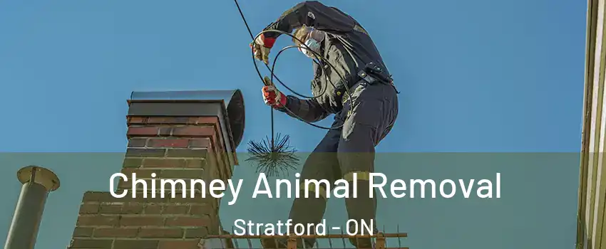  Chimney Animal Removal Stratford - ON
