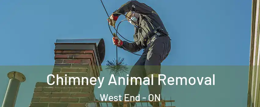  Chimney Animal Removal West End - ON